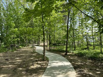 A path in the middle of a forest with trees